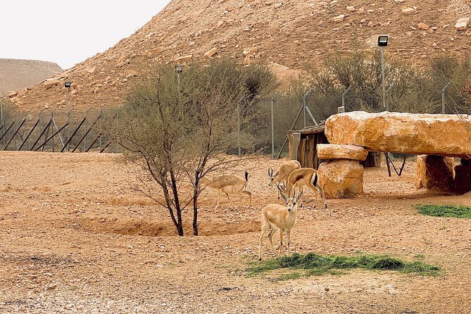 Edge of The World & Deer Reserve Off-road 4x4 Car Tour in Riyadh - Leaving Riyadh in a purpose-built 4x4