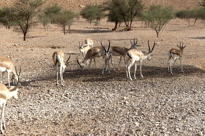 Edge of The World & Deer Reserve Off-road 4x4 Car Tour in Riyadh - Practical advice for a smoother afternoon