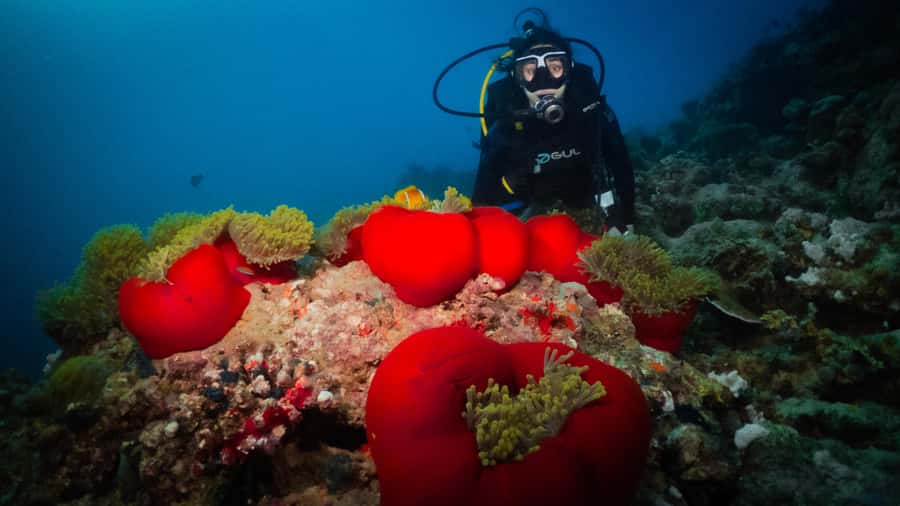 From Jeddah: Boat Trip and Diving for Certified Divers - Key points to know before you book