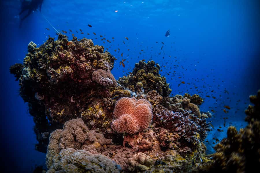From Jeddah: Boat Trip and Diving for Certified Divers - What the first scuba session offers