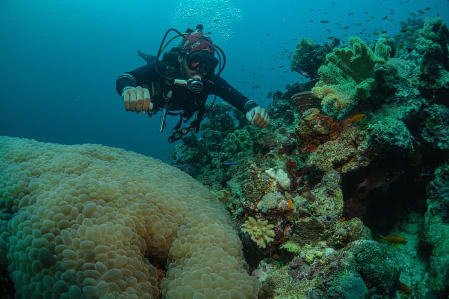 From Jeddah: Boat Trip and Diving for Certified Divers - The six-month rule deserves serious attention