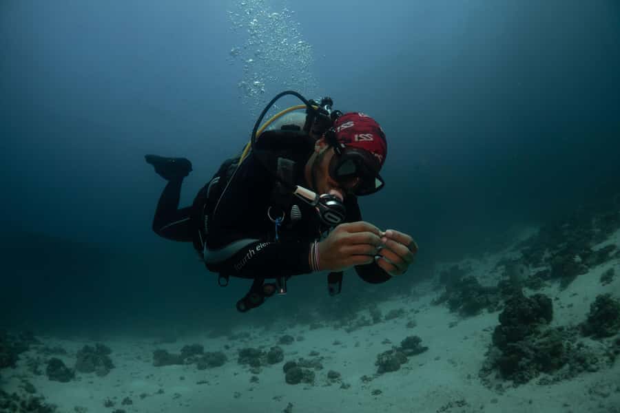 From Jeddah: Boat Trip and Diving for Certified Divers - Guide support and group size