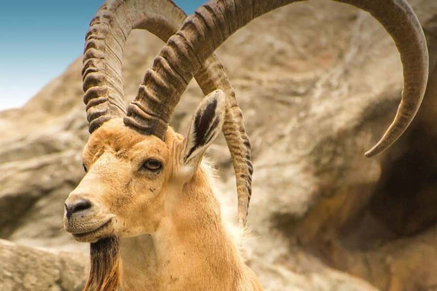 Hegra Tour: AlUla’s No.1 Haven For Nature, Wildlife Lovers - Key points to know before you go