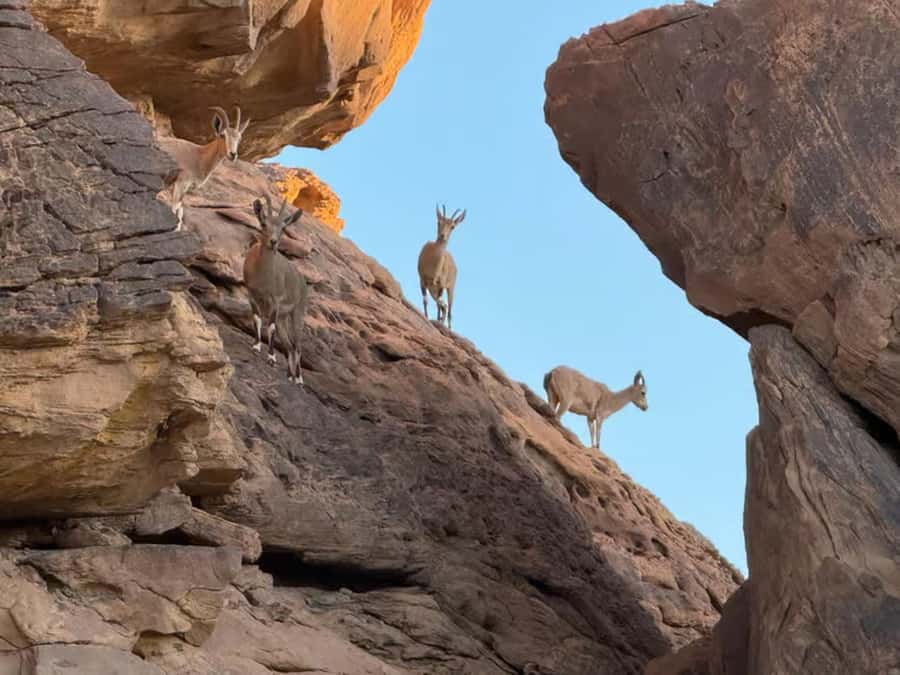 Hegra Tour: AlUla’s No.1 Haven For Nature, Wildlife Lovers - Practical advice for a better outing