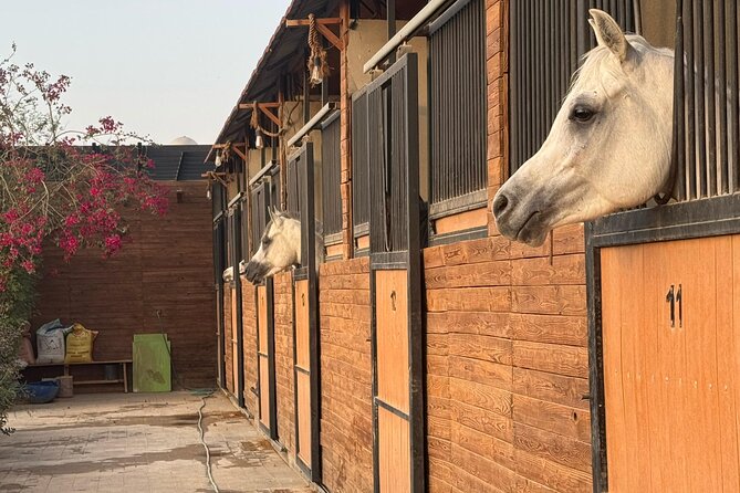 Horse Riding Experience in Riyadh | Tanomah | Jeddah | Al Ula - Who will get the most from this ride