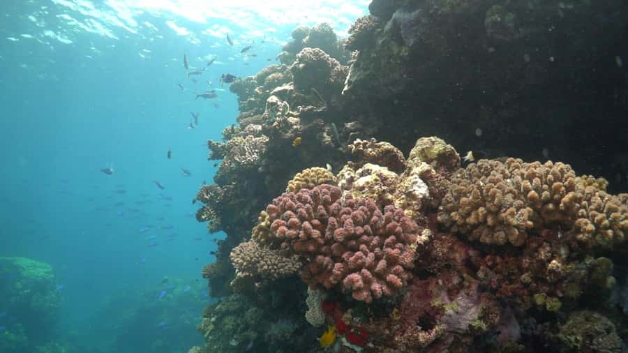Jeddah: Bayada Leisure Boat Trip with Snorkeling - Marine life: fish, dolphins, and the occasional shark