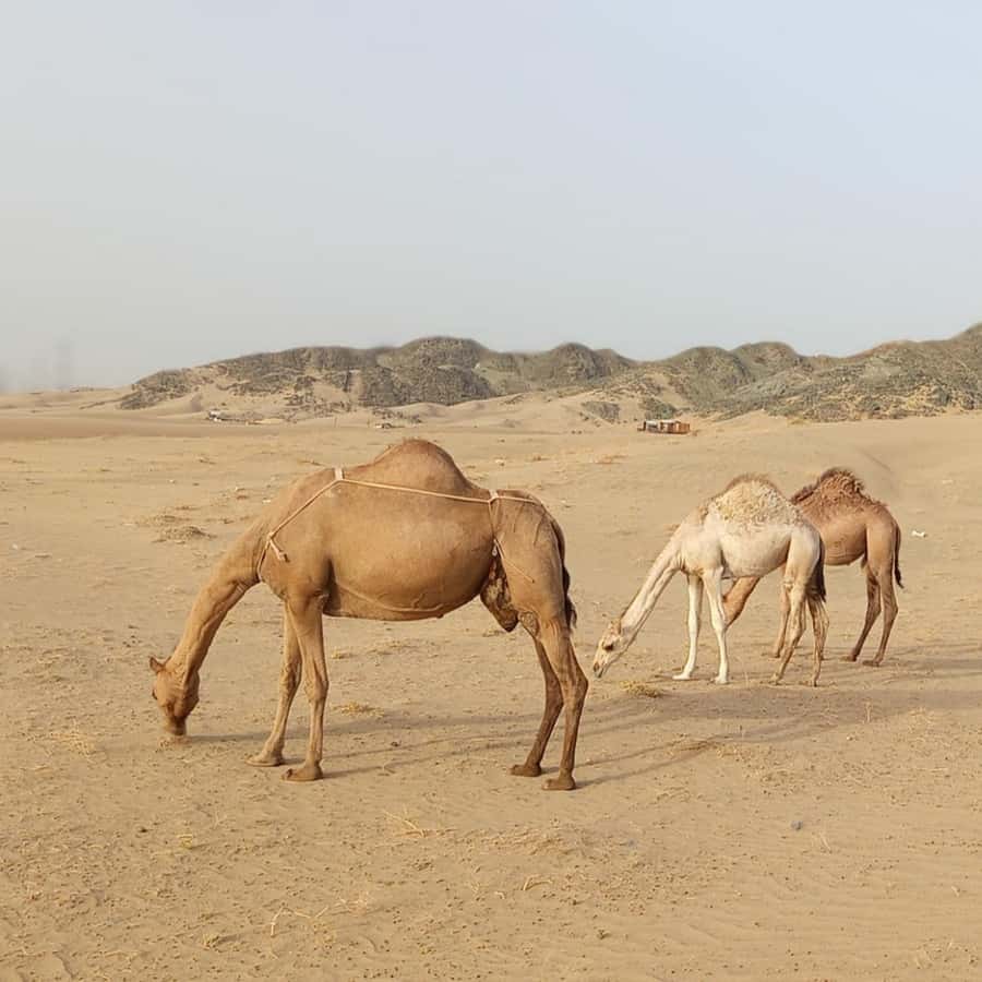 Jeddah Desert Safari: Quad Biking, Camel Farm & Sunset Views - Who will enjoy this desert safari most