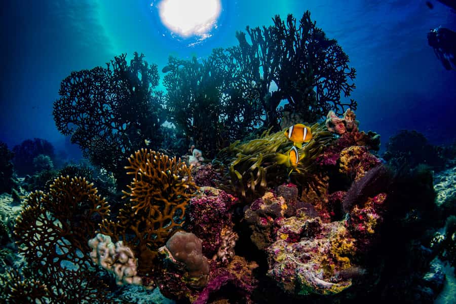 Jeddah: Guided Snorkeling Trip with Snacks and Drinks - Patient help for first-time snorkelers