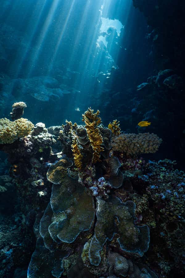 Jeddah: Guided Snorkeling Trip with Snacks and Drinks - FAQ