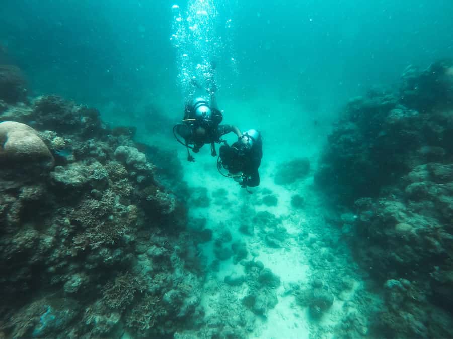 Jeddah: Red sea shore diving (Discovery) - Key points at a glance