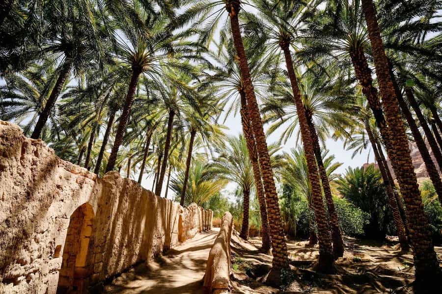 Oasis Adventure in Alula - Why AlUla’s oasis matters