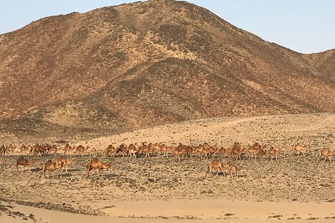 Private Morning Desert Safari with Quad Bike Tours Jeddah - Dune Bashing Across the Sand