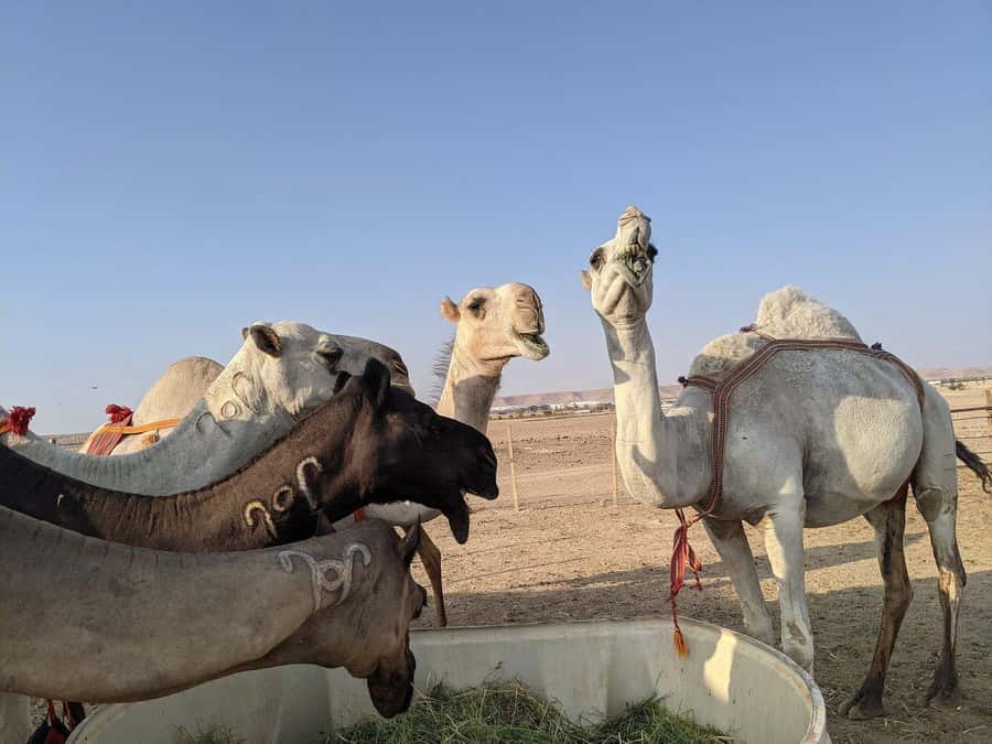 Riyadh: Edge of the World Private Guided Tour with dinner - The bats cave and camel stop