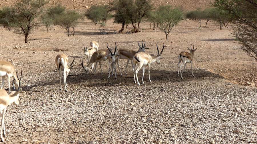 Riyadh Sunset Edge of the World & Deer Reserve 4WD Adventure - Why the Edge of the World works so well at sunset
