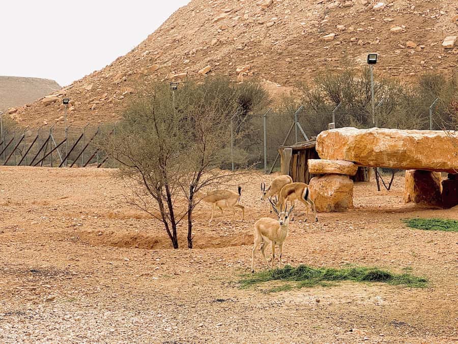 Riyadh Sunset Edge of the World & Deer Reserve 4WD Adventure - The return drive takes longer than you may expect
