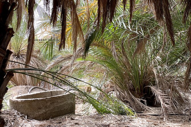 Walk In Moses' Footsteps - Tour between Tabuk and The Red Sea - Guides, meals, and desert nights